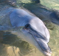 Dolphins of Monkey Mia - Accommodation BNB