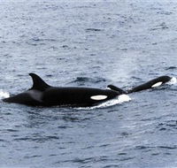 Killer Whale Trail - Accommodation BNB