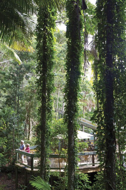 Sea Acres Rainforest Centre - Accommodation BNB 1
