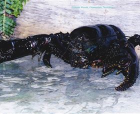 Lobster Ponds - Accommodation BNB 2