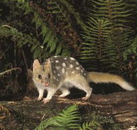 Tarkine Forest Reserve - Accommodation BNB