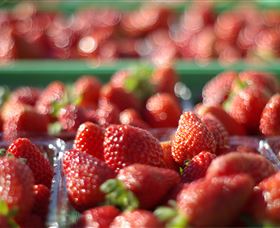 Turners Beach Berry Patch - Accommodation BNB 0
