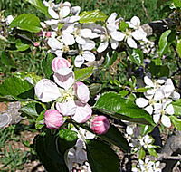 Avro Park Orchards - Accommodation BNB