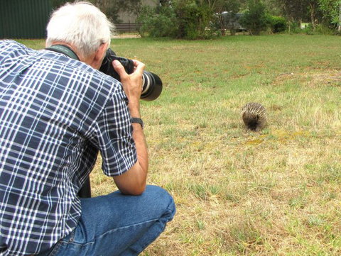 Echidna Walkabout Nature Tours - Accommodation BNB 5