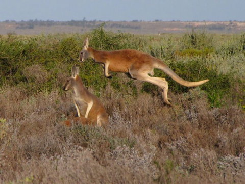 Echidna Walkabout Nature Tours - Accommodation BNB 11