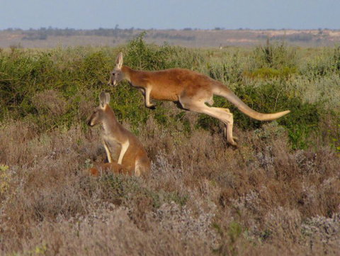 Echidna Walkabout Nature Tours - Accommodation BNB 12