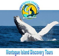 Lighthouse Charters Narooma - Accommodation BNB