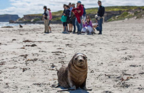Kangaroo Island Odysseys - Accommodation BNB 4