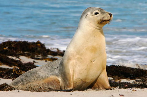 Kangaroo Island Odysseys - Accommodation BNB 12