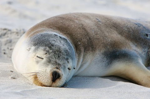 Kangaroo Island Odysseys - Accommodation BNB 19