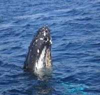 Jervis Bay Whales - Accommodation BNB