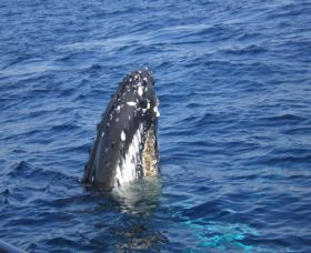Jervis Bay Whales - Accommodation BNB 1