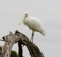 Melbourne Birding Tours - Accommodation BNB