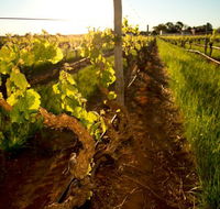 Kaesler Old Vine Vineyard Tour - Accommodation BNB