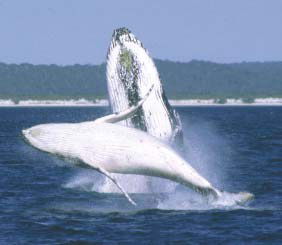 Reel Time Charters Yamba - Accommodation BNB 3