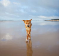 Fraser Island Adventure Tours - Accommodation BNB