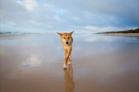 Fraser Island Adventure Tours - Accommodation BNB 4