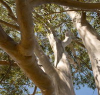 Lindsay Pryor Walk Australian National University - Accommodation BNB