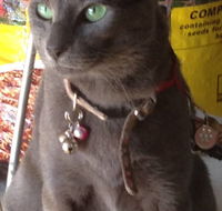 Pets and Saddles - Accommodation BNB
