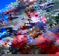 Tropical Marine Centre - Accommodation BNB