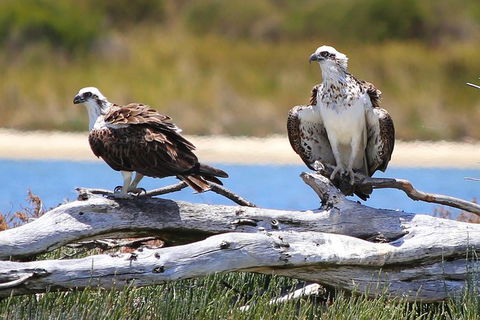 Murray River Lunch Cruise - Accommodation BNB 11