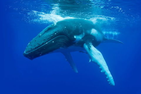 Dunsborough Whale Watching Eco Tour - Accommodation BNB 0
