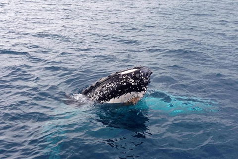 Dunsborough Whale Watching Eco Tour - Accommodation BNB 1