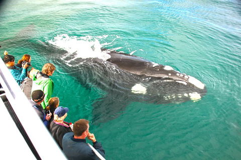 Dunsborough Whale Watching Eco Tour - Accommodation BNB 3