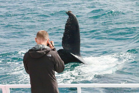 Dunsborough Whale Watching Eco Tour - Accommodation BNB 9