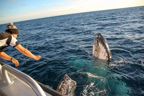Dunsborough Whale Watching Eco Tour - Accommodation BNB 5
