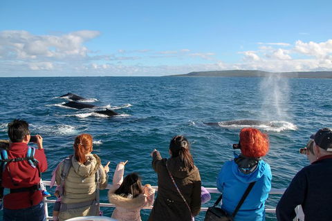 Dunsborough Whale Watching Eco Tour - Accommodation BNB 4