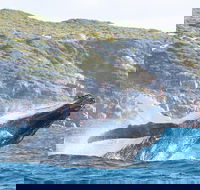 Jet Boat Whale Watching Safari from Dunsborough - Accommodation BNB