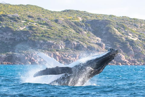 Jet Boat Whale Watching Safari From Dunsborough - Accommodation BNB 0