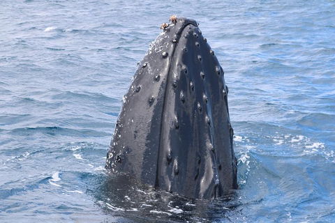 Jet Boat Whale Watching Safari From Dunsborough - Accommodation BNB 1