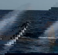 Perth Whale-Watching Cruise from Hillarys Boat Harbour - Accommodation BNB