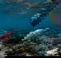 3 Night Ningaloo Reef Snorkel and Dive Getaway from Coral Bay - Accommodation BNB