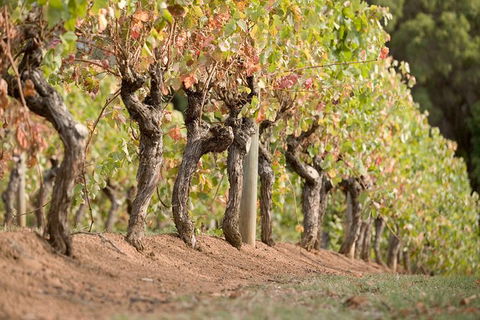 Vasse Felix Winery Tour And Tasting - Accommodation BNB 3