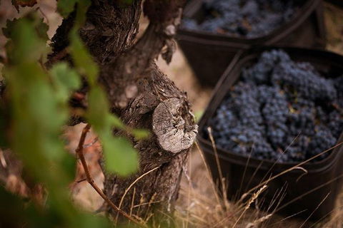Vasse Felix Winery Tour And Tasting - Accommodation BNB 4