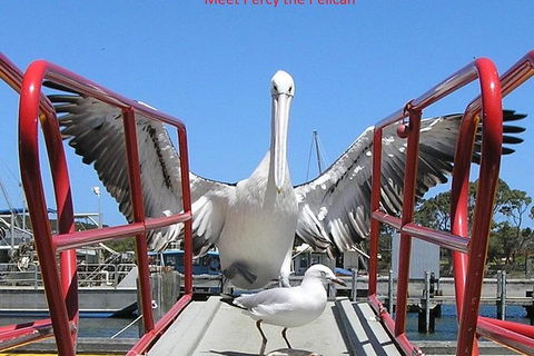 Kalgan Queen Scenic Cruises A Four Hour Sheltered Water Wildlife Tour Daily Fun. - Accommodation BNB 4