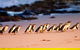 Half-Day Or Full-Day Tour With Private Guide From Melbourne - thumb 11