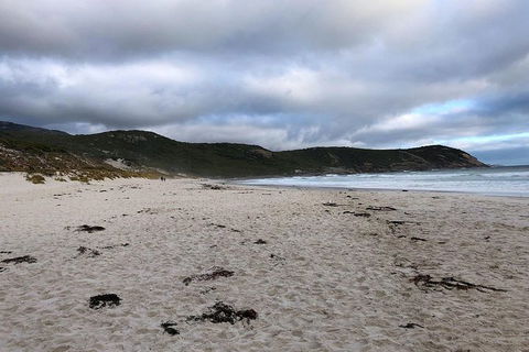 Wilsons Promontory Walking And Sightseeing Tour From Phillip Island - Accommodation BNB 11