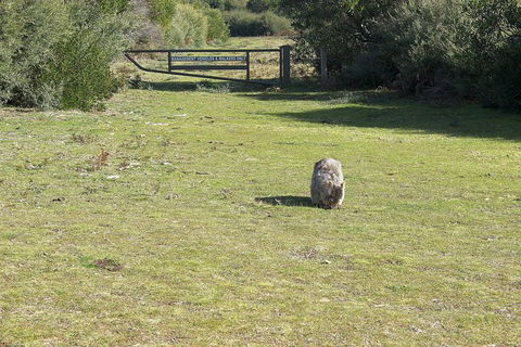 Wilsons Promontory Walking And Sightseeing Tour From Phillip Island - Accommodation BNB 9