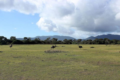 Wilsons Promontory Walking And Sightseeing Tour From Phillip Island - Accommodation BNB 8