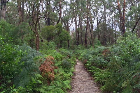 Wilsons Promontory Walking And Sightseeing Tour From Phillip Island - Accommodation BNB 6