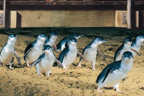 Half Day Phillip Island Penguin Parade PLUS Tour - Accommodation BNB 0