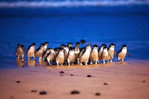 Half Day Phillip Island Penguin Parade PLUS Tour - Accommodation BNB 1