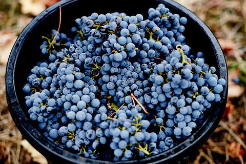 Half Day Yarra Valley Winery Day Trip From Melbourne - Accommodation BNB 4