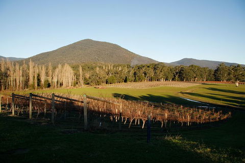 Half Day Yarra Valley Winery Day Trip From Melbourne - Accommodation BNB 6