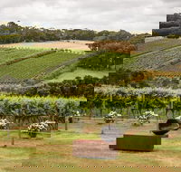 Montalto Vineyard Mornington Peninsula Discovery Wine Tasting and Lunch - Accommodation BNB