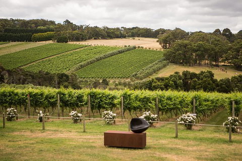 Montalto Vineyard: Mornington Peninsula Discovery Wine Tasting And Lunch - Accommodation BNB 0